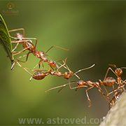 Ant Ishwara