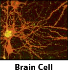 Brain Cell